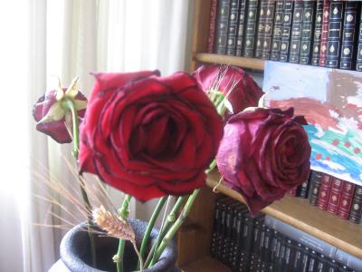 Se cansa hasta la rosa de ser rosa (J. M Fonollosa)